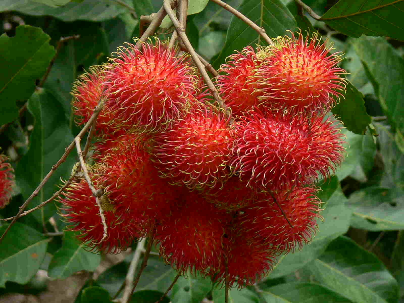 CHÔM CHÔM