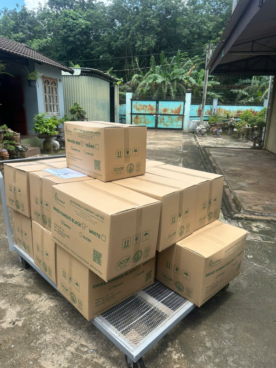 vận chuyển nấm mèo
